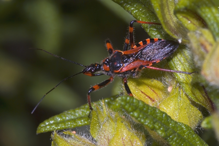 Rhynocoris sp.