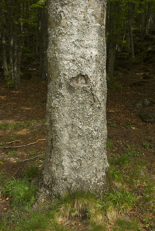 Monte Amiata mt. 1700 - Parmelina pastillifera