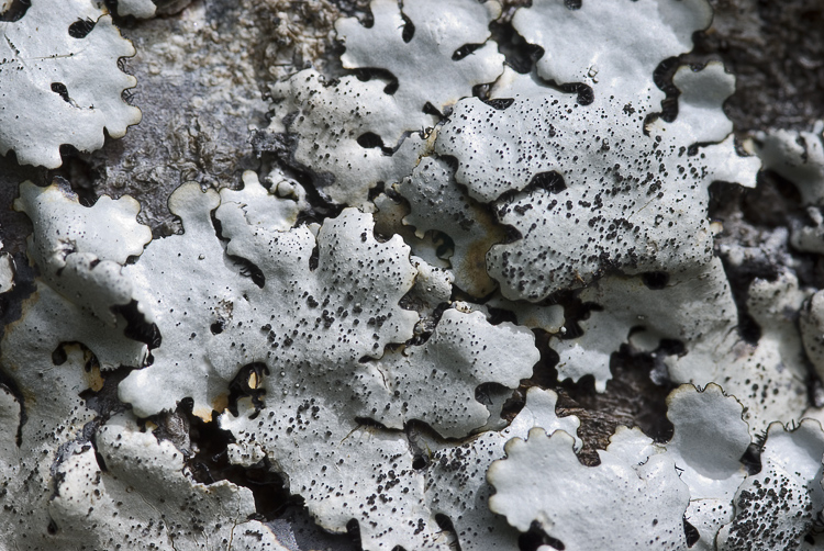 Monte Amiata mt. 1700 - Parmelina pastillifera