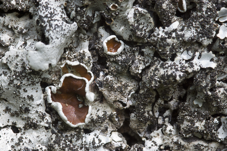 Monte Amiata mt. 1700 - Parmelina pastillifera