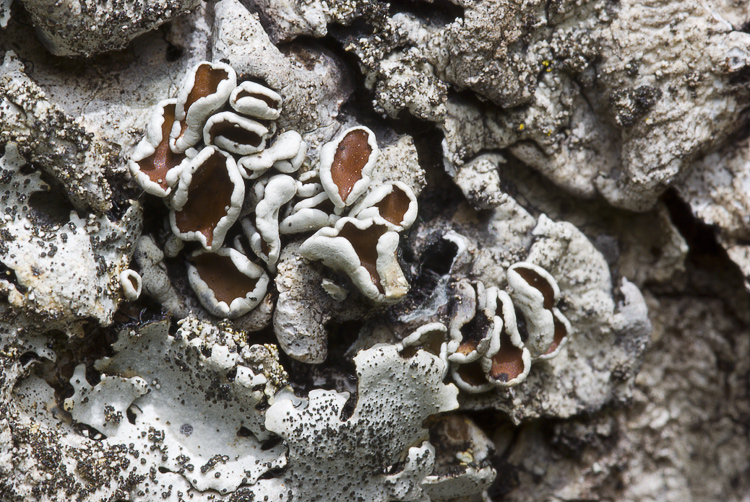 Monte Amiata mt. 1700 - Parmelina pastillifera