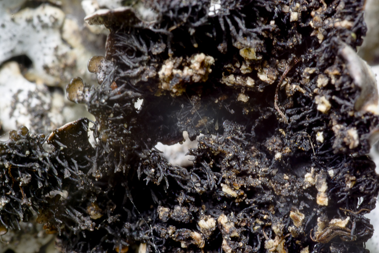 Monte Amiata mt. 1700 - Parmelina pastillifera