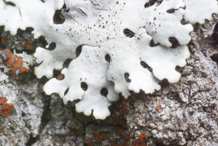 Monte Amiata mt. 1700 - Parmelina pastillifera