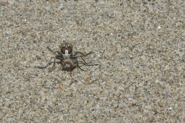 Tolmerus (atricapillus?)