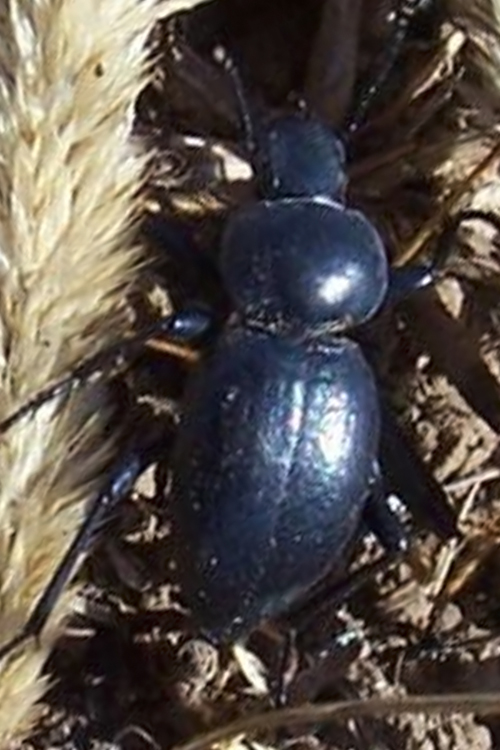 Tentyria sp.