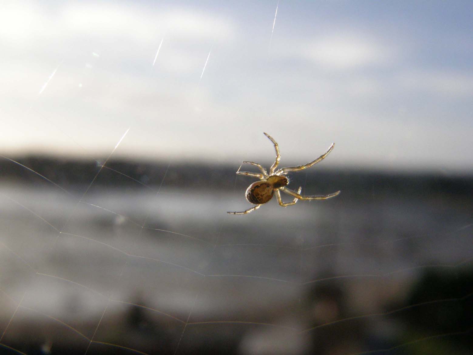 Ragni francesi (Zygiella che tesse e Araneus cf. diadematus)