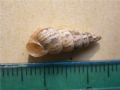 Cochlicella&nbsp;acuta