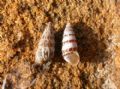 Cochlicella&nbsp;acuta