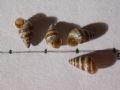Cochlicella&nbsp;barbara