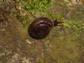 Helicodonta&nbsp;obvoluta