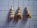 Cochlicella&nbsp;acuta