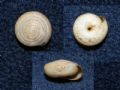 Oxychilus (Hyalocornea)&nbsp;canini