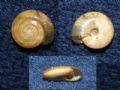 Oxychilus (Oxychilus)&nbsp;diductus