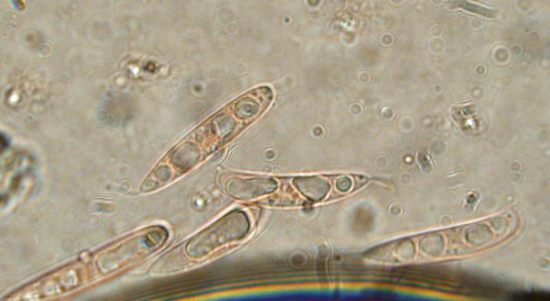Hymenoscyphus scutula - Mini mini fungo , Natura Mediterraneo | Forum ...