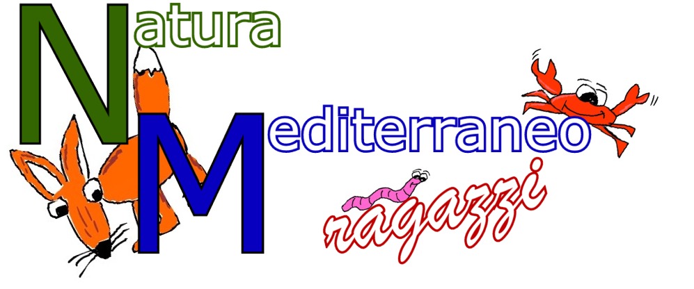 NM Ragazzi