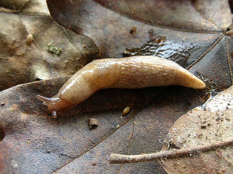 Deroceras reticulatum , Natura Mediterraneo | Forum Naturalistico