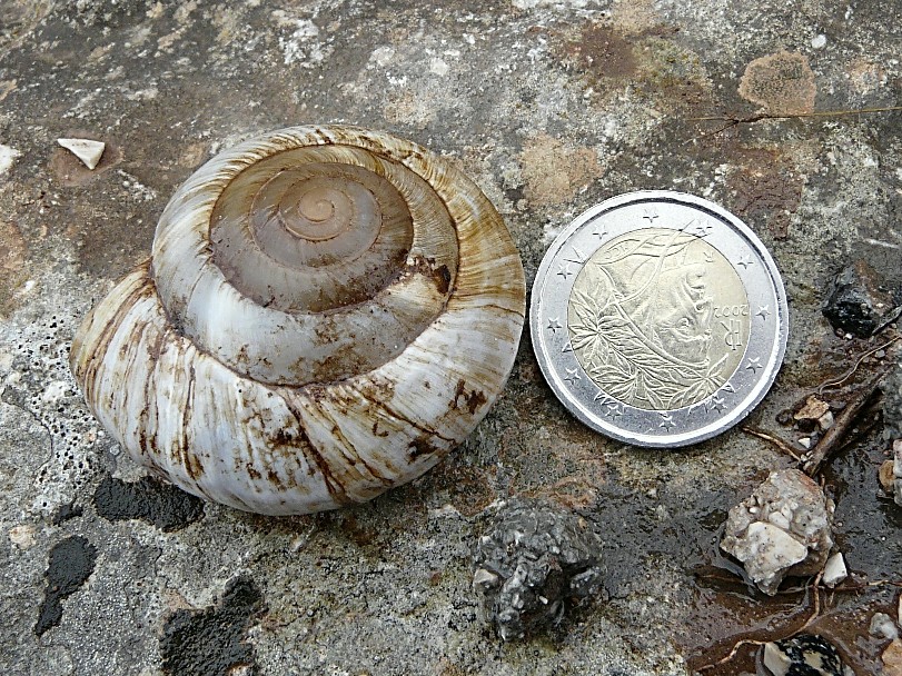 Zonites algirus (Linnaeus, 1758) , Natura Mediterraneo | Forum ...