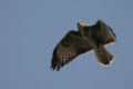 Buteo buteo