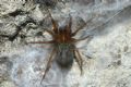 Lycosoides coarctata