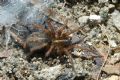 Lycosoides coarctata