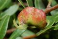 Aploneura lentisci