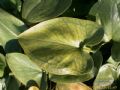 Arisarum vulgare