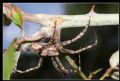 Araneus diadematus