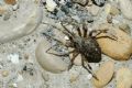 Araneus angulatus