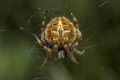 Agalenatea redii