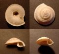 Basisulcata lepida