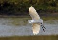 Egretta garzetta