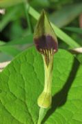 Aristolochia rotunda