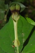 Aristolochia rotunda