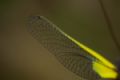 Libelloides latinus