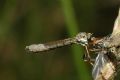 Leptogaster sp.