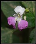 Impatiens balfourii