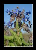 Borago officinalis