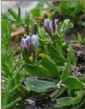 Arabis caerulea