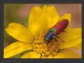 Anthaxia scutellaris