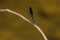 Calopteryx splendens