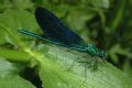 Calopteryx virgo