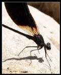 Calopteryx haemorrhoidalis