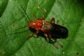 Cantharis livida