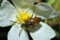 Pseudovadonia&nbsp;livida pecta