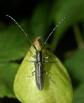 Agapanthia cardui