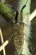 Agapanthia sicula malmerendii