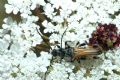 Stenopterus&nbsp;ater
