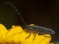 Agapanthia cardui