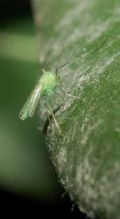 Stenochironomus (cfr.) sp.