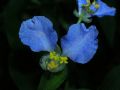 Commelina communis